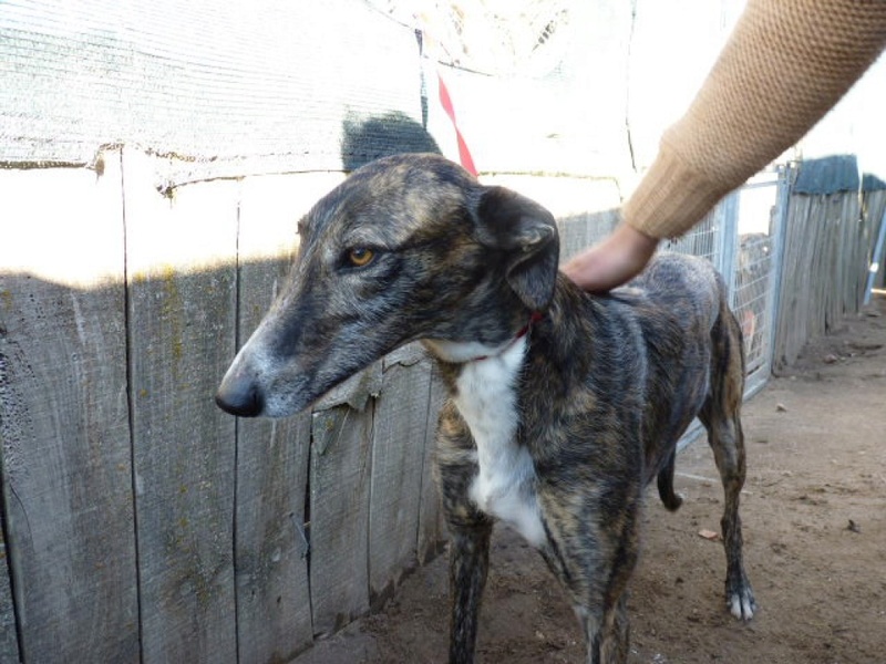 Brandy, galga bringée de 2 ans P1560111