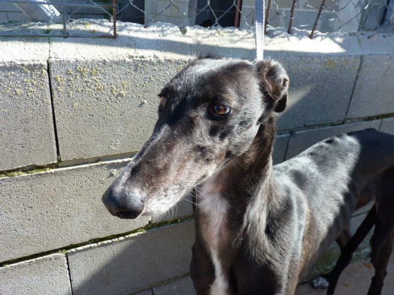 Kalesi, galga noire de 2 ans P1560116