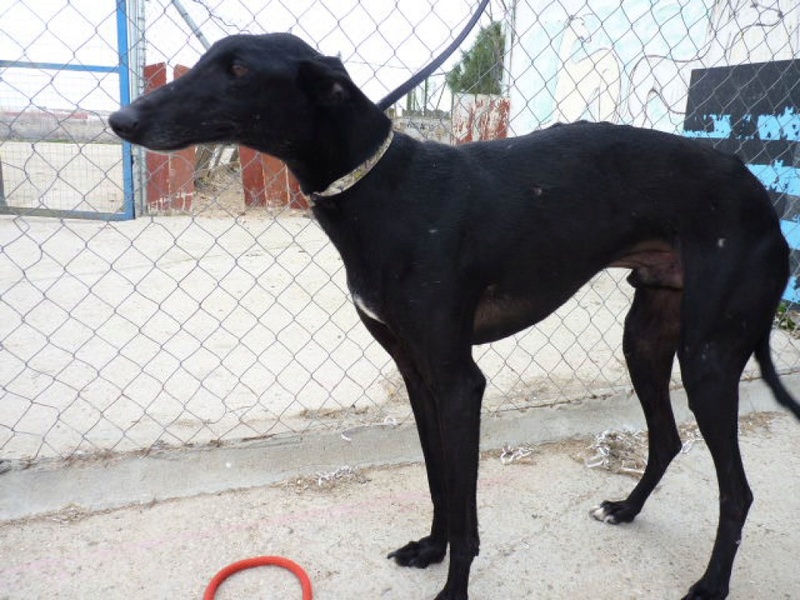 Lindo, galgo noir de 3 ans P1560322