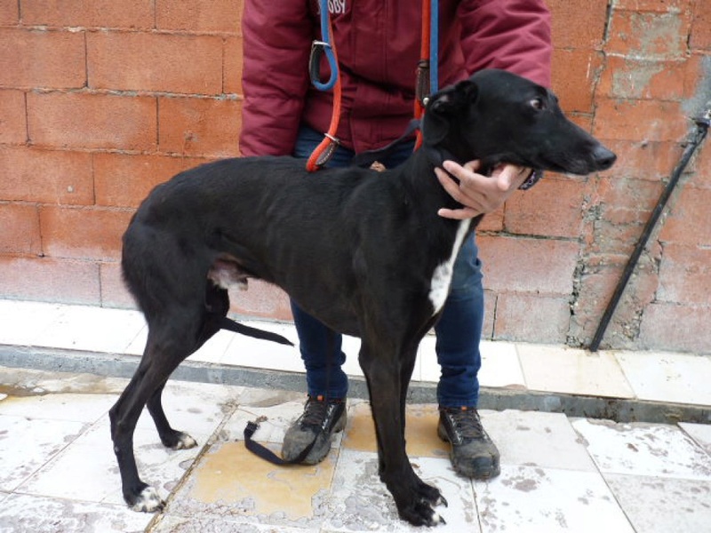 Ramos, galgo noir de 4 ans P1560327