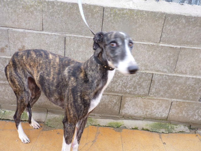 Kalesi, galga bringée de 5 ans Scooby France Adoptée P1560417