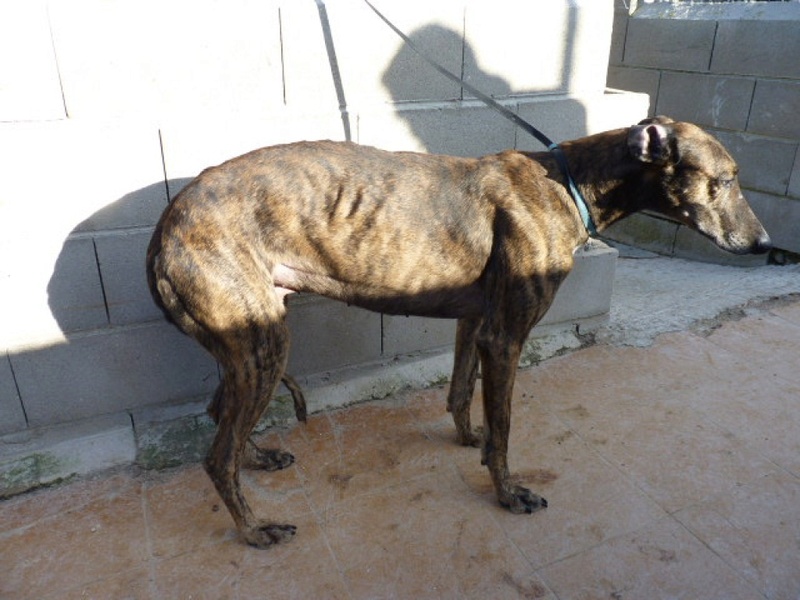 Oli, galgo bringé de 5 ans P1560716