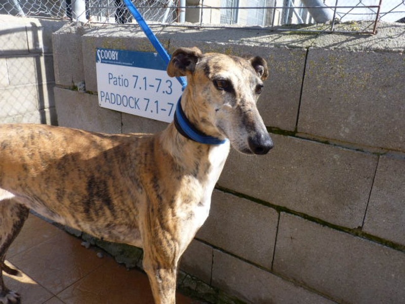 Resa, galga bringée de 3 ans P1560826