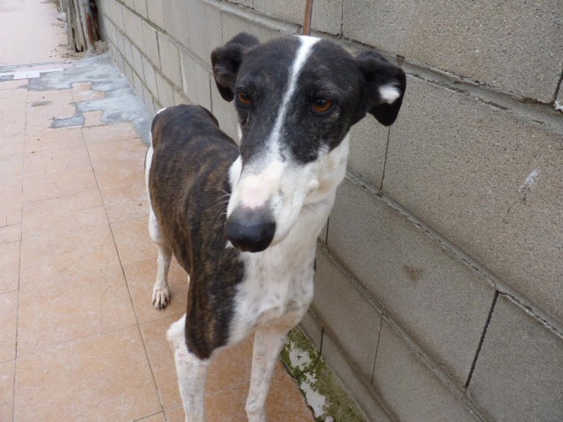 Aldeana, galga bringée et blanche de 5 ans P1560911