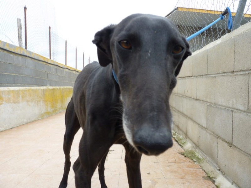 Yang, galga noire de 4 ans P1560947