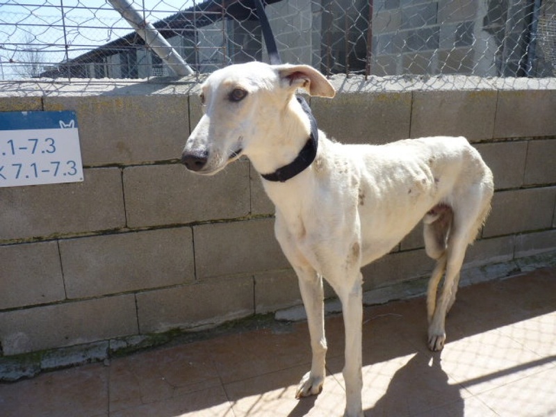 Sully, galgo blanc de 3 ans P1570522