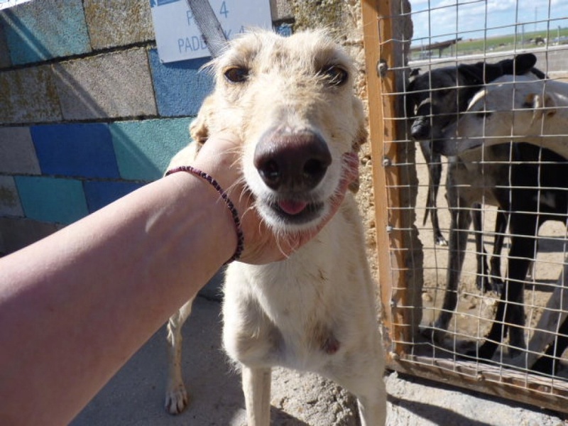 Rosana, galga beige de 2 ans P1570620