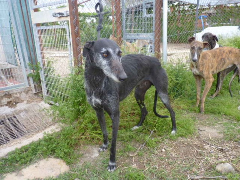 Canos, galgo noir barbudo de 4 ans P1570711