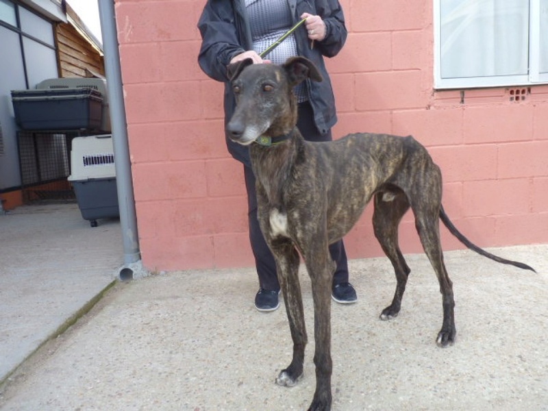 Capri, galgo bringé de 3 ans 1/2 P1570715