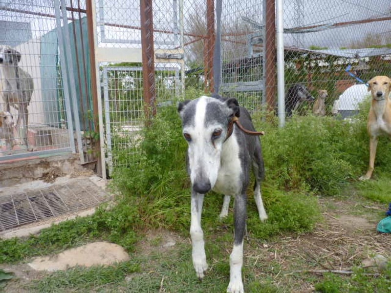 Rayo, galgo noir et blanc de 7 ans P1570723