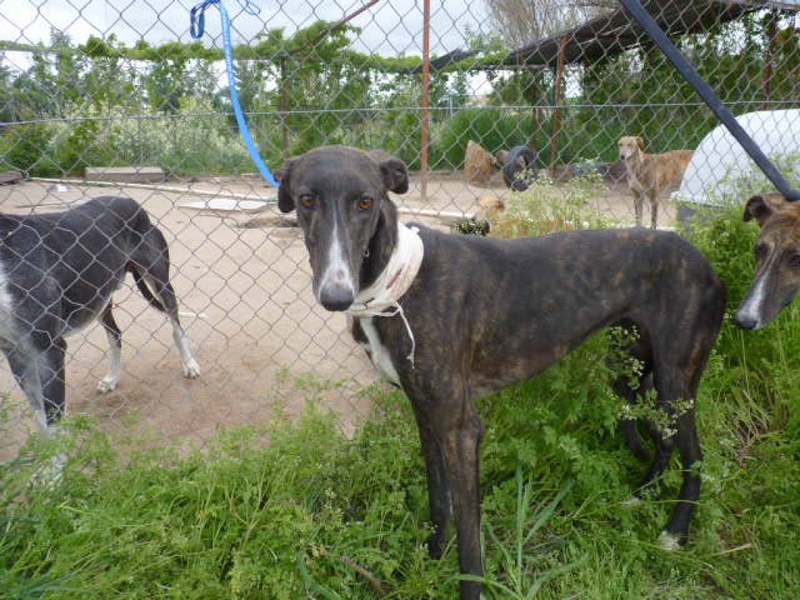 Soka, galga bringée de 2 ans P1570732