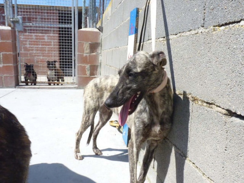 Terry, galgo bringé de 8 mois P1580124