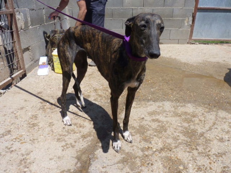 Trufa, galga bringée de 3 ans P1580313