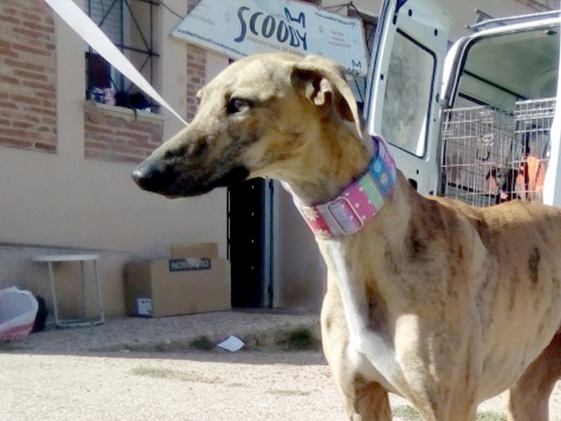 Sacha, galga bringée de 2 ans Adoptée Sasha10