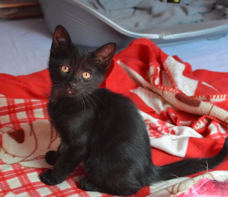OBAMA, chaton mâle noir, né le 12.02.18 11_sem10