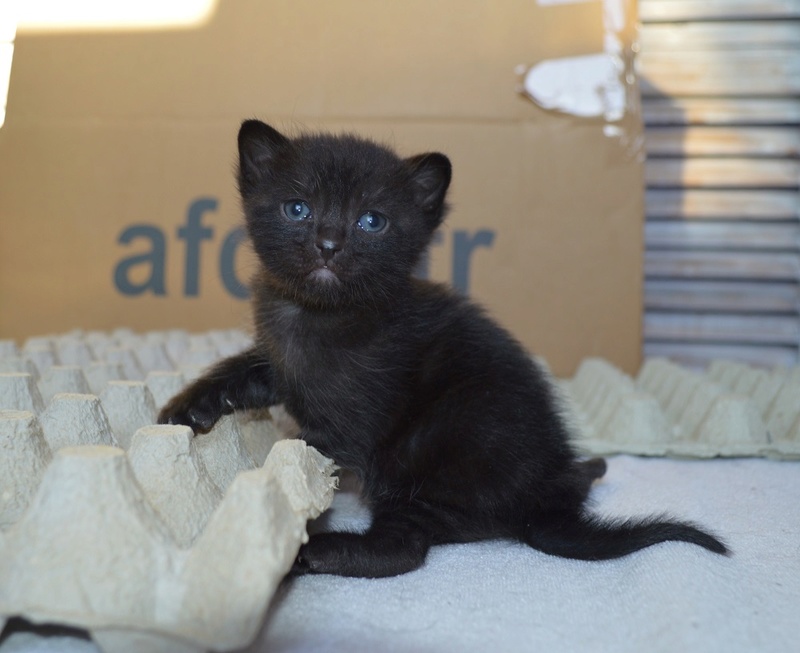 OBAMA, chaton mâle noir, né le 12.02.18 En_cou10
