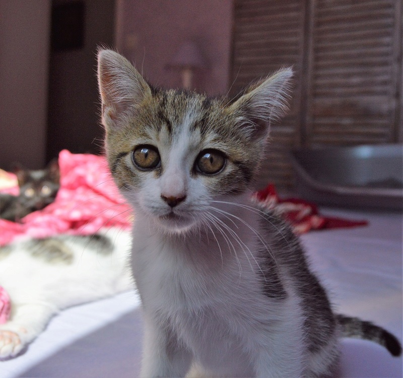 OLIVE, chatonne tabby et blanche, née le 12.02.18 Olive_10