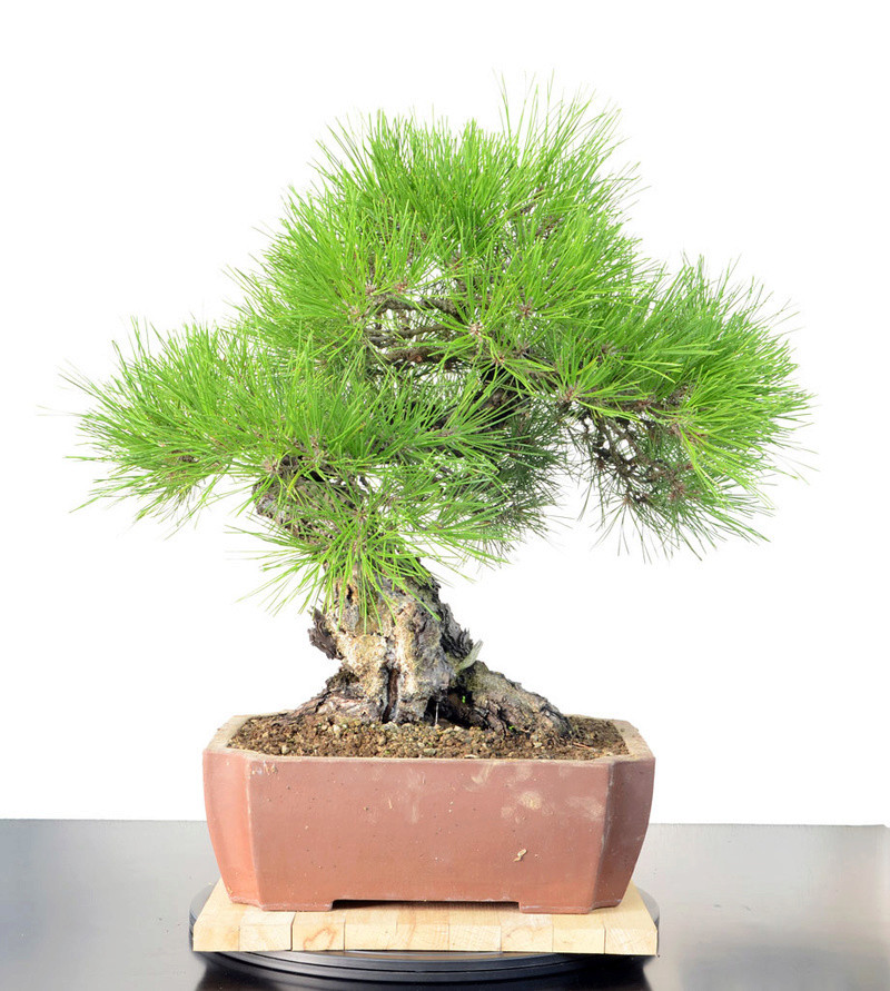 Pino Nero Giapponese - Pinus Thumbergii Fronte10