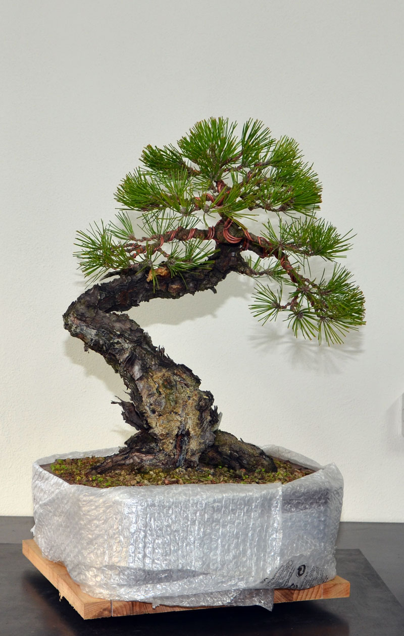Pino Nero Giapponese - Pinus Thumbergii Fronte11
