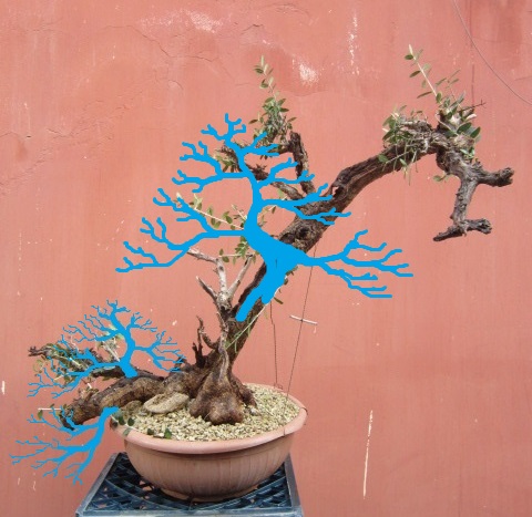 reimpostare uno Yamadori Img_4712