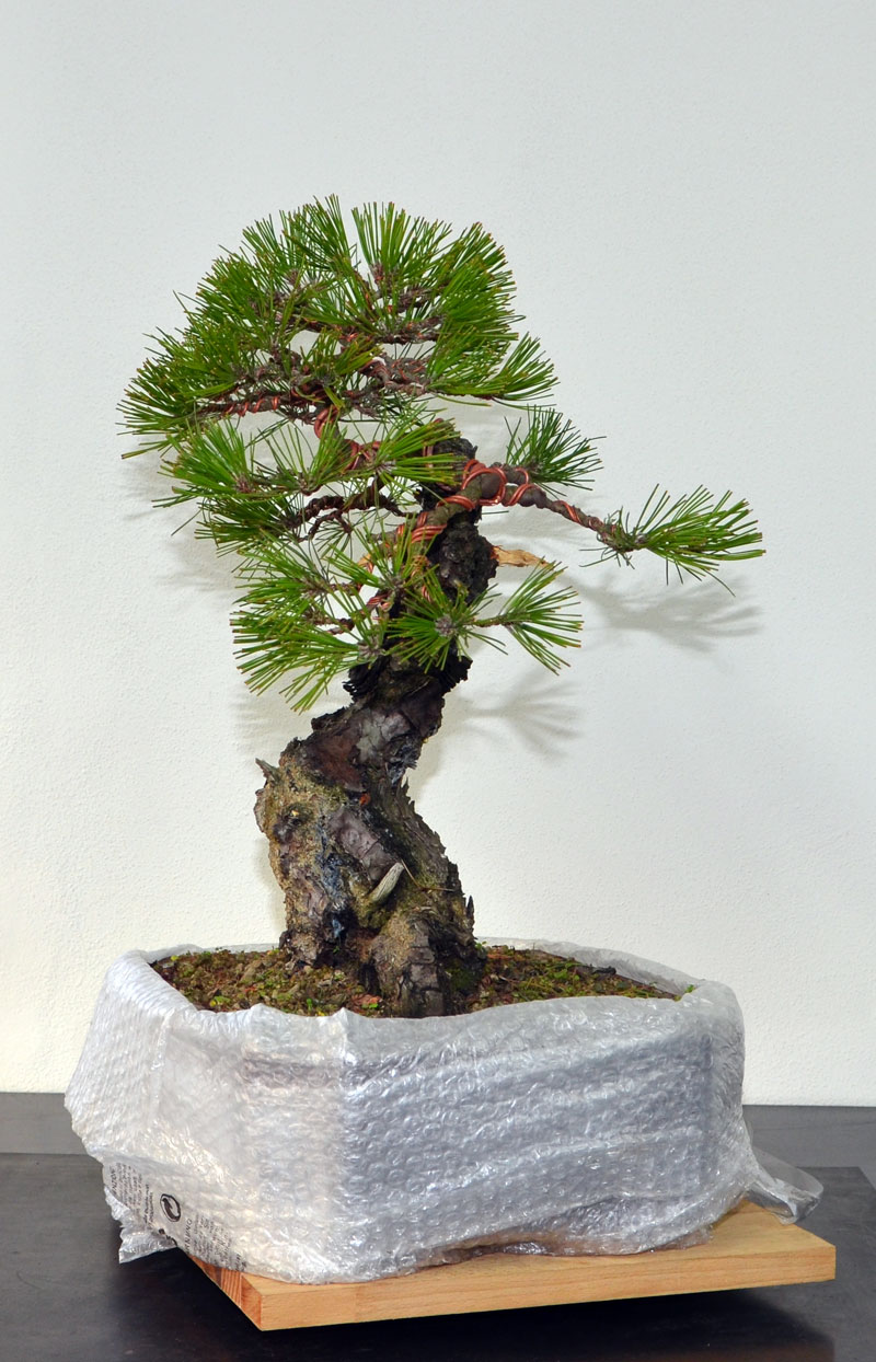 Pino Nero Giapponese - Pinus Thumbergii Lato-d10