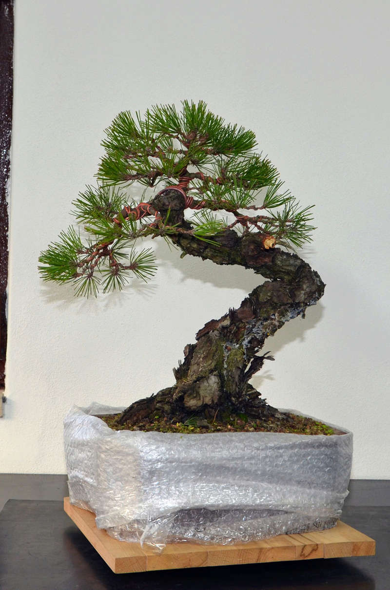 Pino Nero Giapponese - Pinus Thumbergii Retro_10