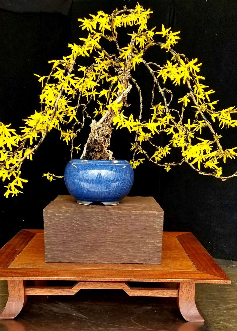 Forsythia × intermedia 'Lynwood ' 20180410