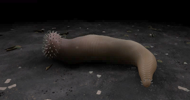Ottoia - priapulid worms from the Cambrian 0a1-ot10