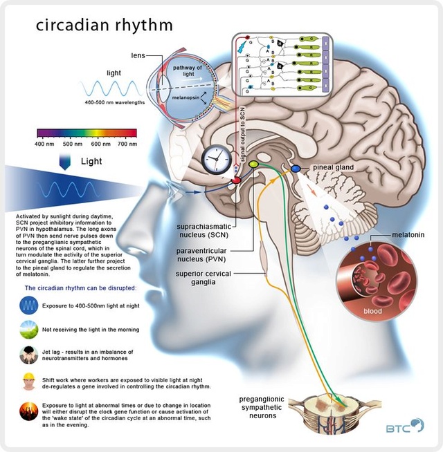 A relação interdependente do relógio circadiano das células individuais e o relógio central do cérebro: Por evolução ou design? B768cc10