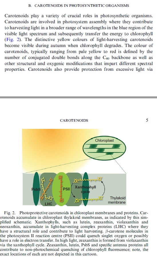 Carotenoids in photosynthesis Carote10