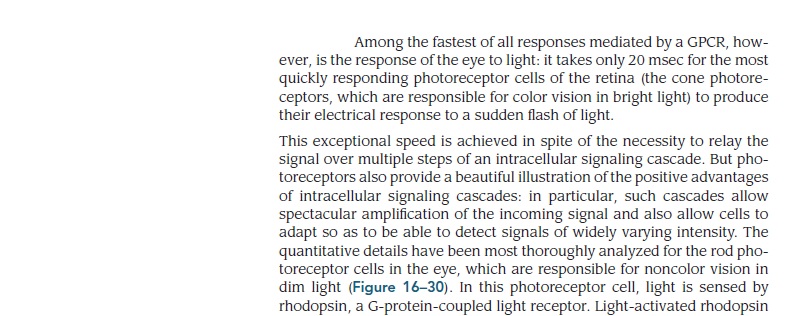 Origin of phototransduction, the visual cycle, photoreceptors and retina  Rod_ph10