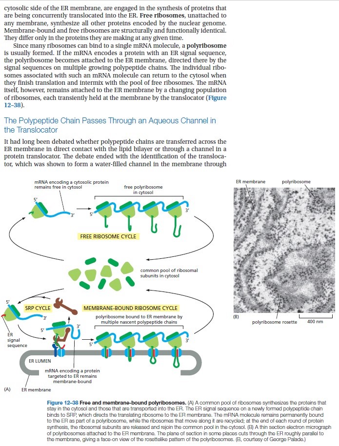 Signal Recognition Particle: An essential protein targeting machine Signal11