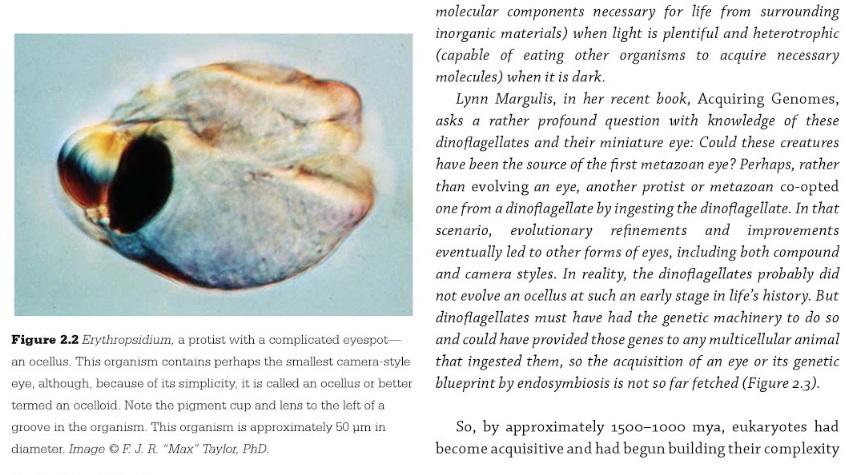 Origin of phototransduction, the visual cycle, photoreceptors and retina  Warnow11