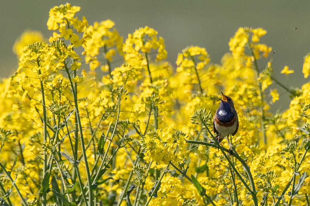 faune et flore de vivi _mg_5711