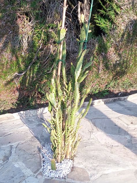 Cactus à identifier Img_2015
