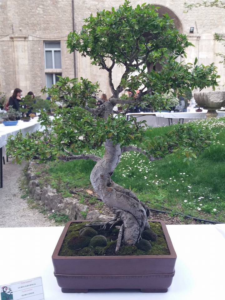 mostra bonsai Ascoli Piceno 1114