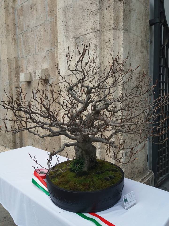 mostra bonsai Ascoli Piceno 112