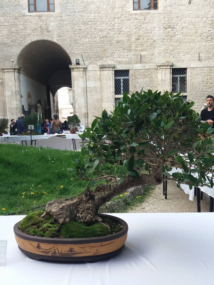 mostra bonsai Ascoli Piceno 1610