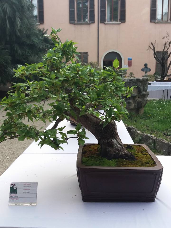 mostra bonsai Ascoli Piceno 1810