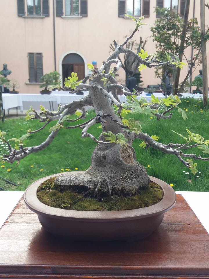 mostra bonsai Ascoli Piceno 2110