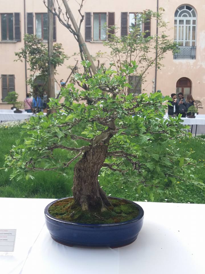 mostra bonsai Ascoli Piceno 2310