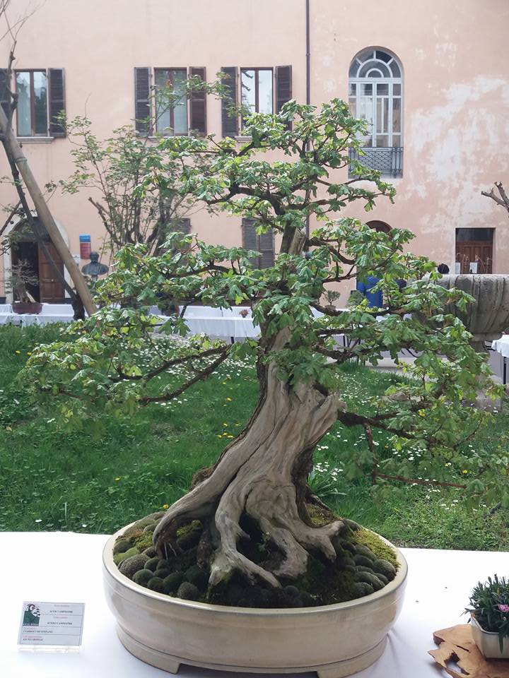 mostra bonsai Ascoli Piceno 2410