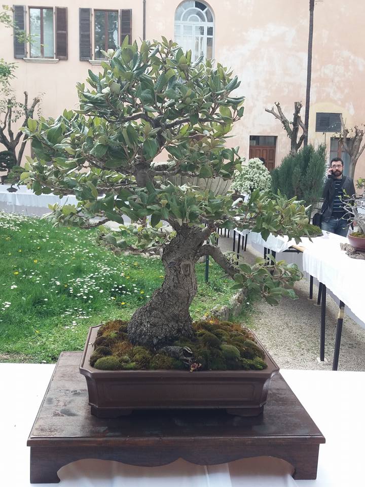mostra bonsai Ascoli Piceno 2510