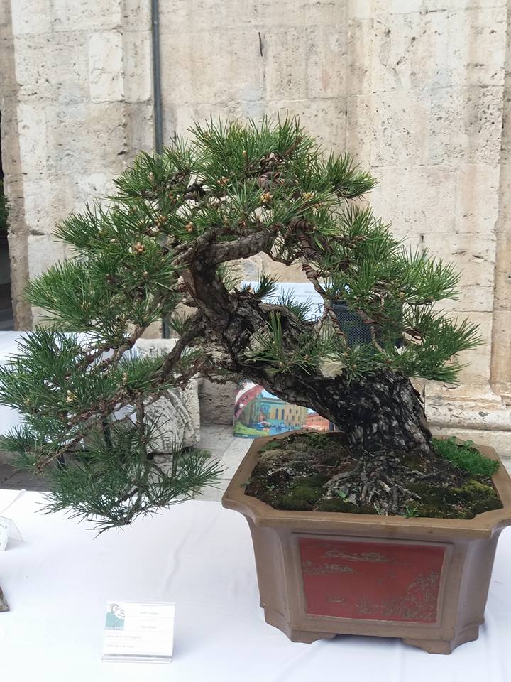 mostra bonsai Ascoli Piceno 2610