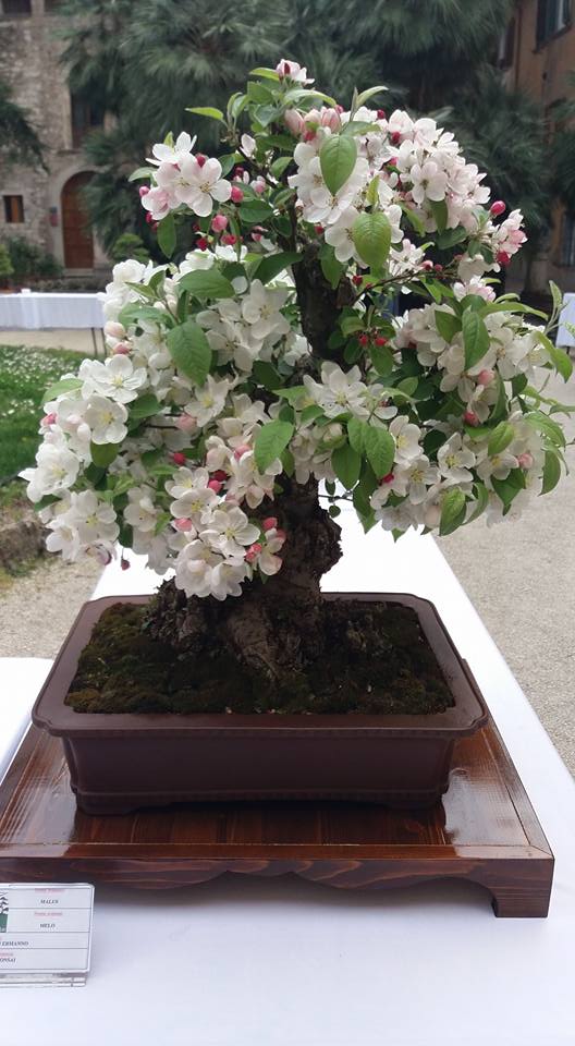mostra bonsai Ascoli Piceno 310