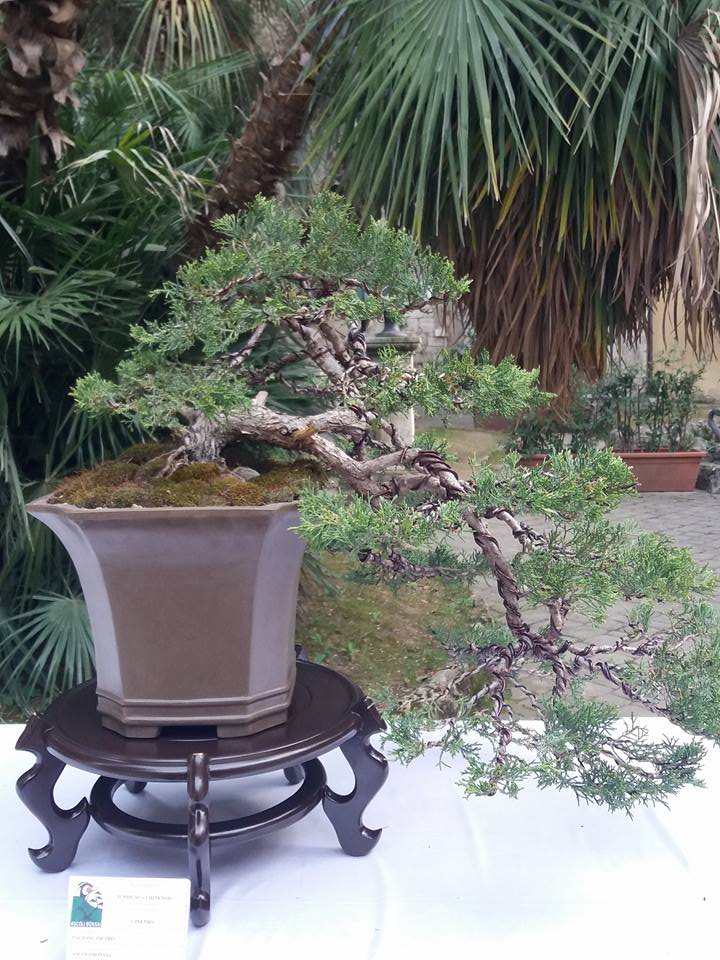 mostra bonsai Ascoli Piceno 710