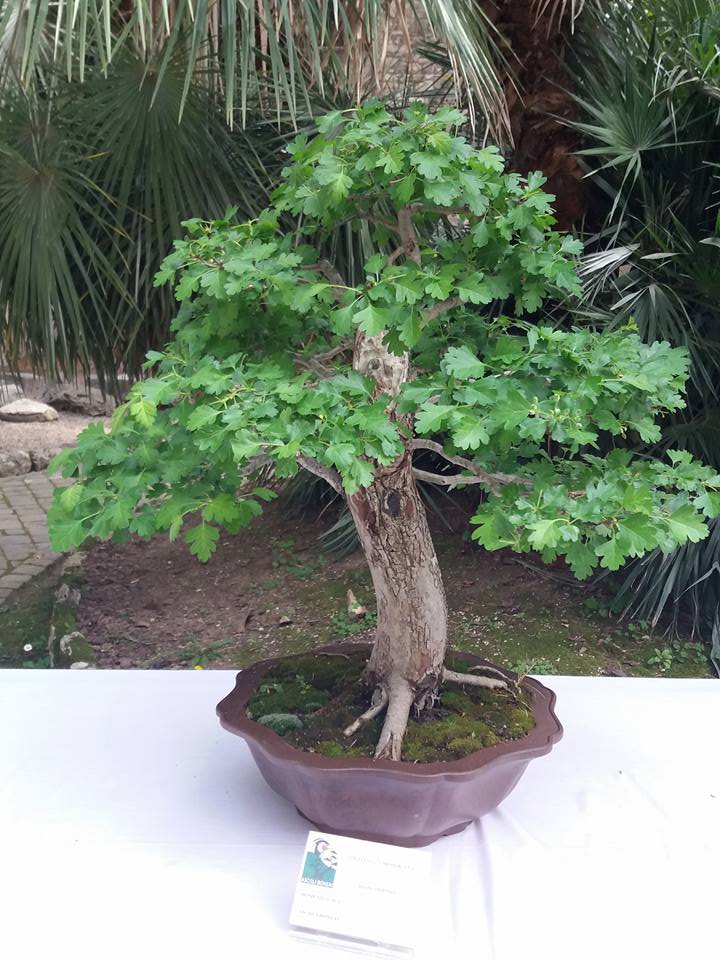 mostra bonsai Ascoli Piceno 810