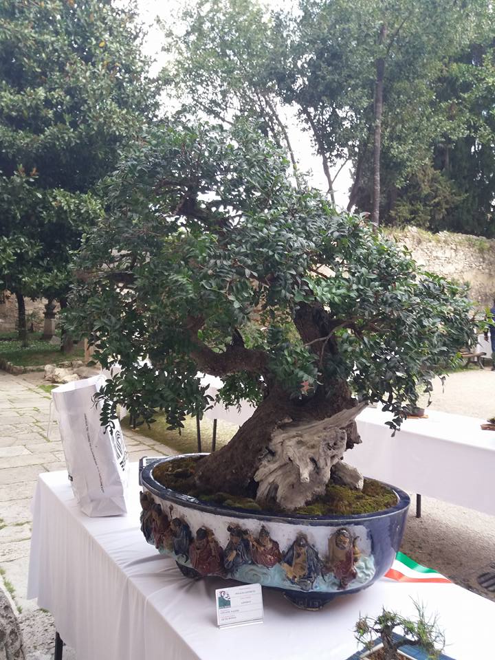 mostra bonsai Ascoli Piceno Aa16