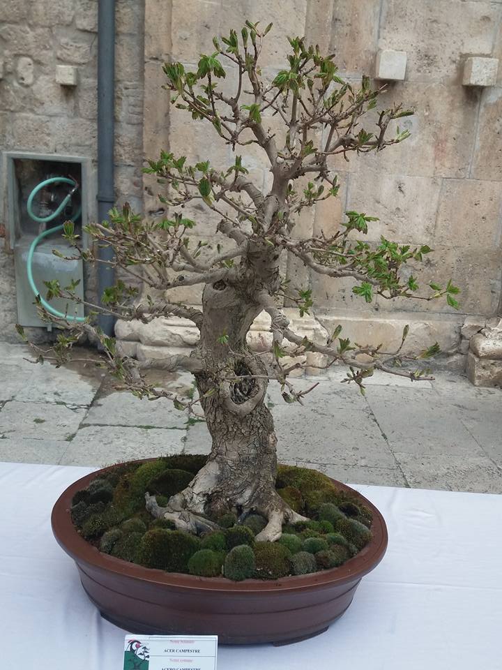 mostra bonsai Ascoli Piceno C11