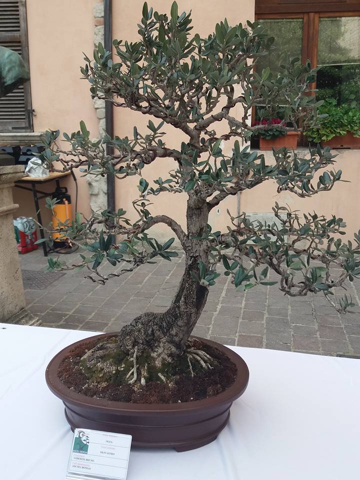 mostra bonsai Ascoli Piceno F10